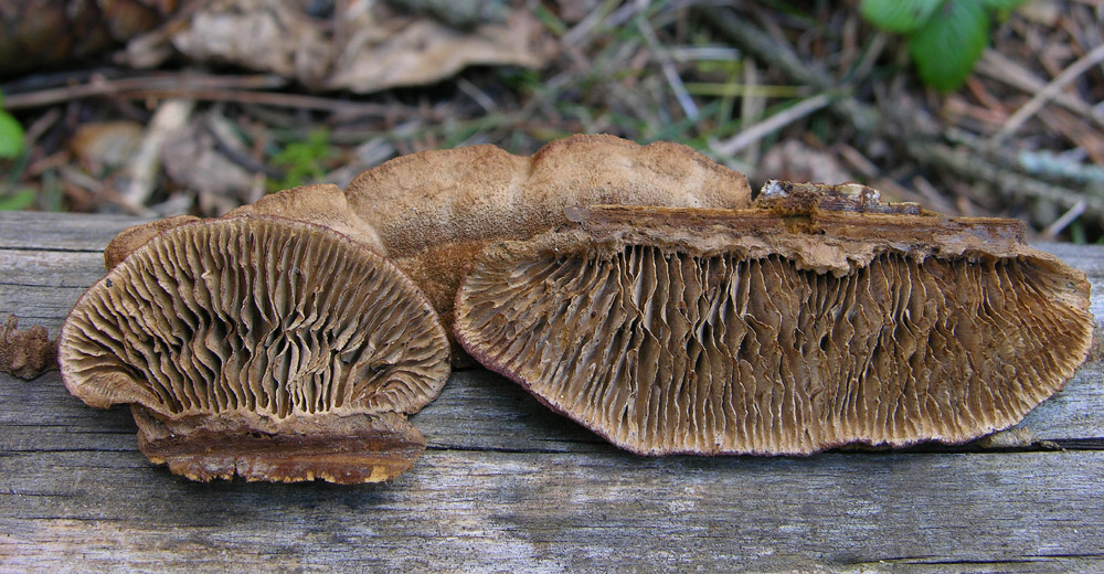 Gloeophyllum sepiarium (Wulfen) P. Karst